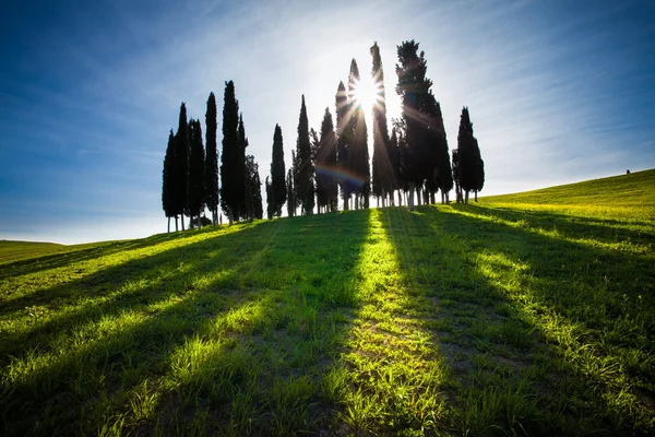 Bäume Und Schatten Gegenlicht Val Orcia Region Toskana Mittelitalien — Stockfoto