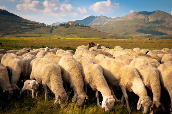 Sheep at the pasture