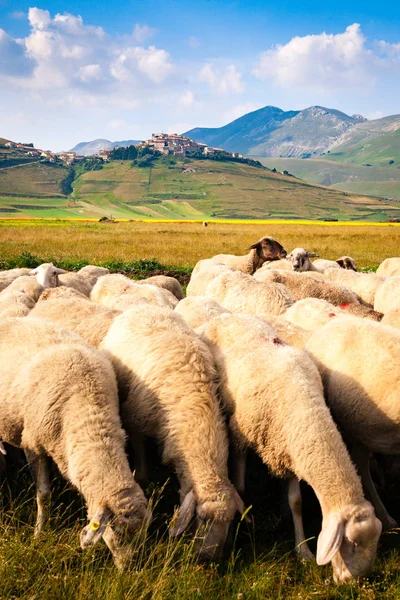 Sheep at the pasture
