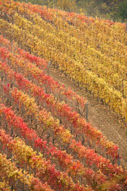 güzel doğa doğal görünümü 
