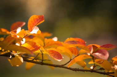 güzel doğa doğal görünümü