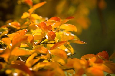 güzel doğa doğal görünümü