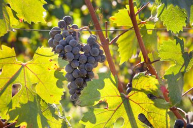 Sarmaşıktaki kırmızı üzümler