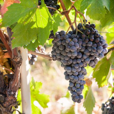 güzel doğa doğal görünümü 