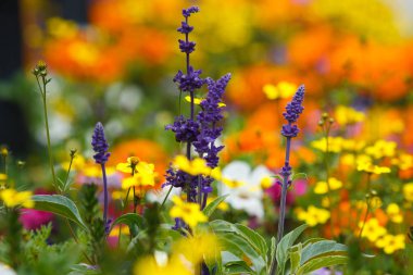 çiçeğin yakın çekim, seçici odak