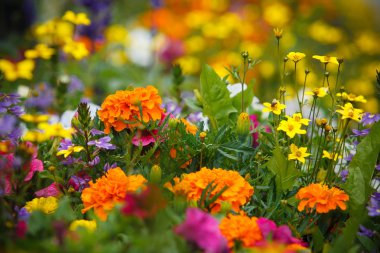 çiçeğin yakın çekim, seçici odak