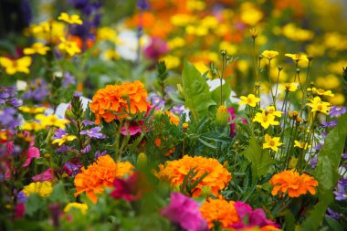 çiçeğin yakın çekim, seçici odak