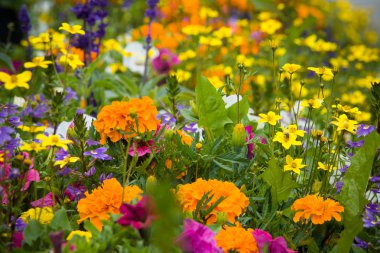 çiçeğin yakın çekim, seçici odak