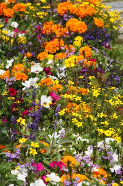 çiçeğin yakın çekim, seçici odak