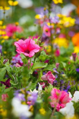 çiçeğin yakın çekim, seçici odak