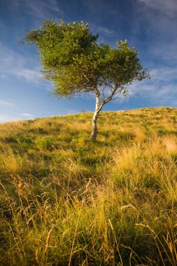 Güzel manzaranın manzarası