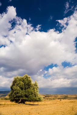Gün batımında büyük bir ağacın olduğu manzaralı güzel bir manzara.