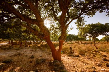 Gün batımında büyük bir ağacın olduğu manzaralı güzel bir manzara.