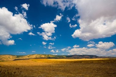 Bulutlar ve çayırlar, Sardunya