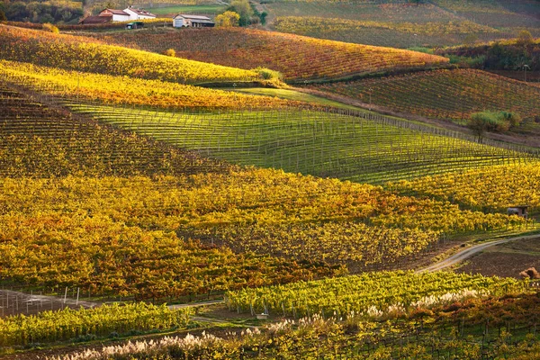 Vista Panorâmica Langhe Outono Piemonte Itália — Fotografia de Stock