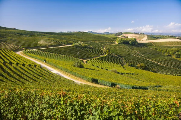 Krásná Krajina Toskánska Vinicemi Itálii — Stock fotografie