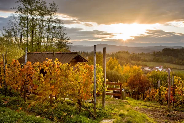 Piedmont 'ta sonbahar üzüm bağları