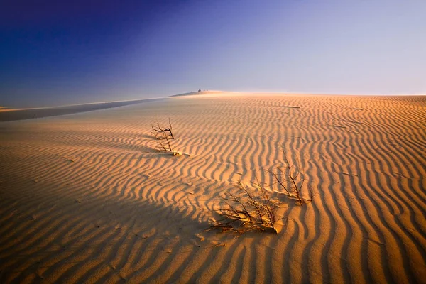 Sanddünen Der Wüste — Stockfoto