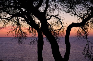 deniz in doğal görünümü, seçici odak