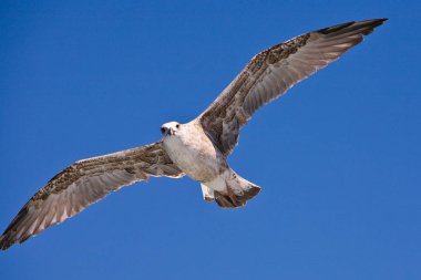 Martı denizin üzerinde uçuyor.