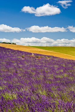 Provence, Fransa'da Lavanta Tarlaları