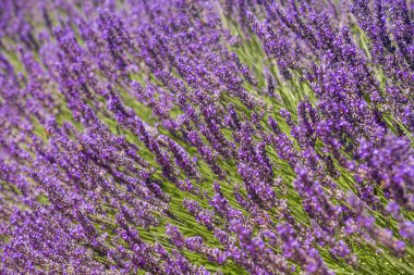 Provence, Fransa'da Lavanta Tarlaları