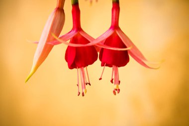 çiçek açan çiçekler, seçici odak