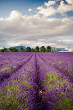 Provence, Fransa'da Lavanta Tarlaları