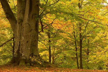 güzel doğa doğal görünümü