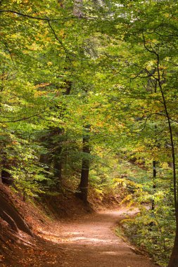 Sonbaharda güzel doğanın manzarası