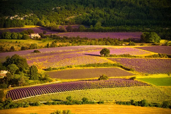 Sonnenaufgang Über Bestellten Feldern Der Sault Provence — Stockfoto