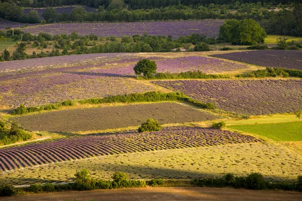 Lavendelfelder Der Provence Frankreich — Stockfoto