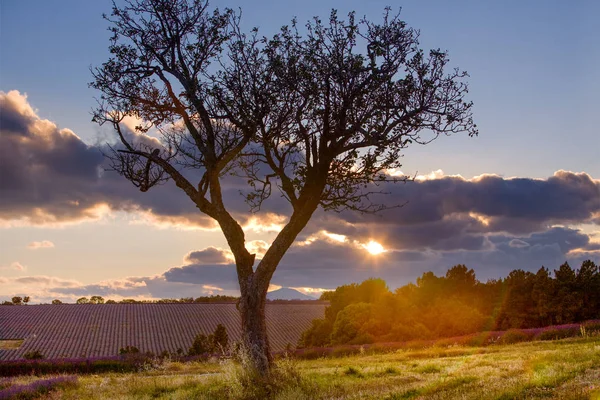 Dramatischer Blick Auf Einen Großen Baum Bei Sonnenuntergang Sault Provence — Stockfoto