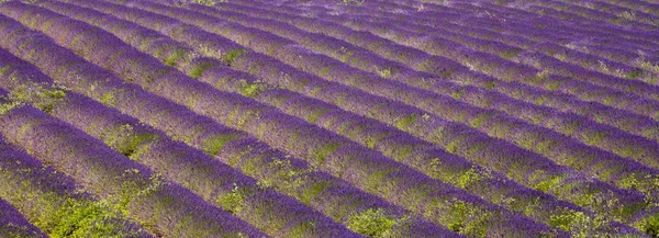 Pole Levandule Provence Francie — Stock fotografie