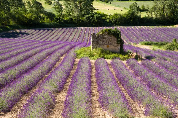 Campos Lavanda Provence França — Fotografia de Stock