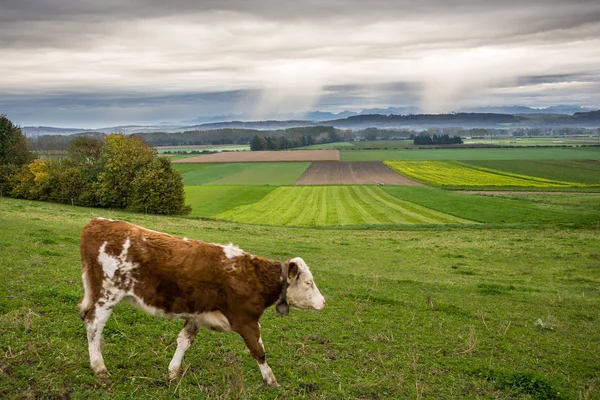 Vaca Pastando Campo Suiza — Foto de Stock