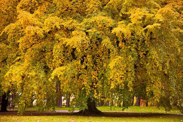 Живописный Вид Красивую Природу Осенью — стоковое фото