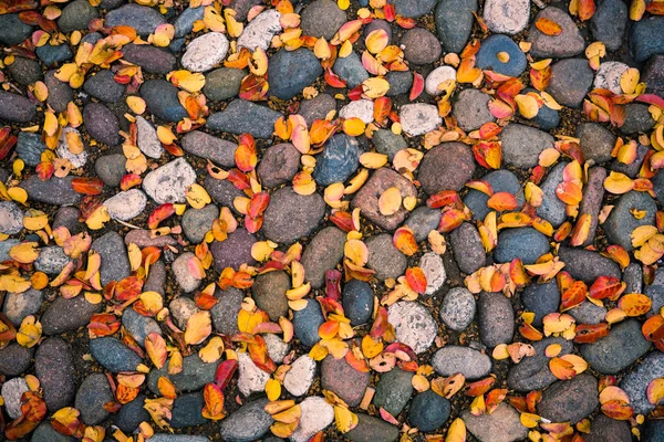 Şehirde sonbahar yaprakları