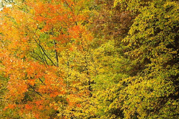 Осенние Деревья Яркими Листьями — стоковое фото