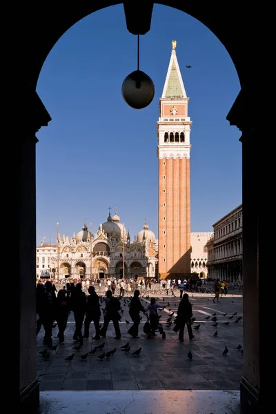 Muchas Palomas Plaza San Marco Campanario Venecia Italia — Foto de Stock