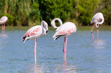 Pembe flamingolar, Camargue, Fransa