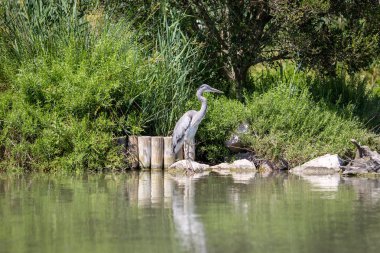 Gri balıkçıl, Camargue, Fransa