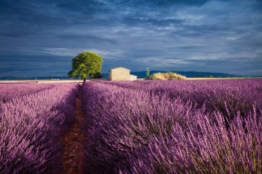 Provence, Fransa'da Lavanta Tarlaları