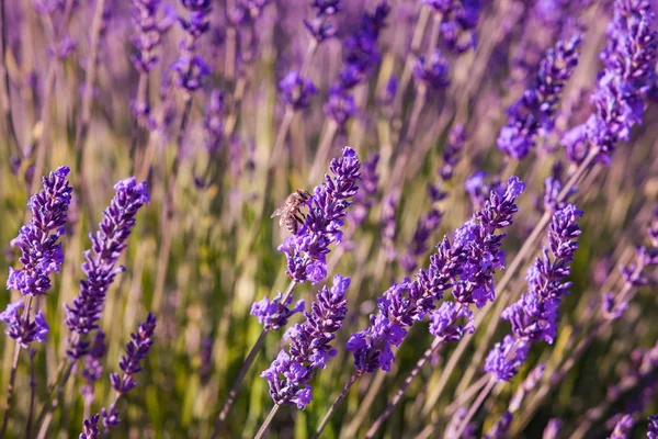 Campos Lavanda Provence Francia — Foto de Stock