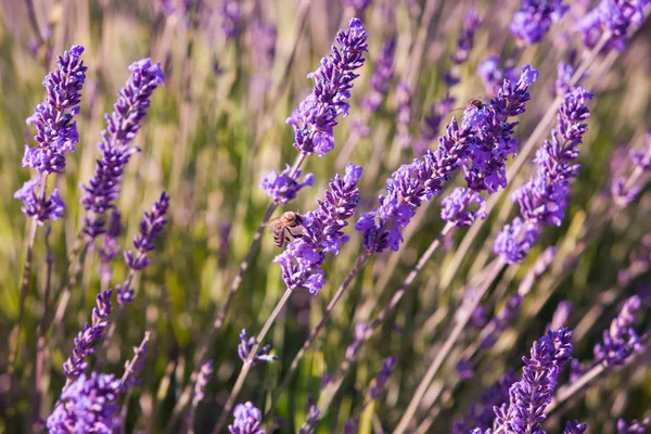 Campos Lavanda Provence Francia — Foto de Stock