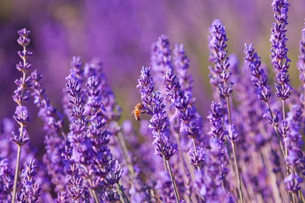 Lavendelfält Provence Frankrike — Stockfoto