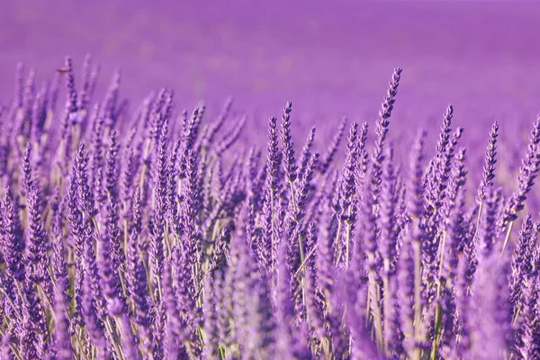 Pole Levandule Provence Francie — Stock fotografie