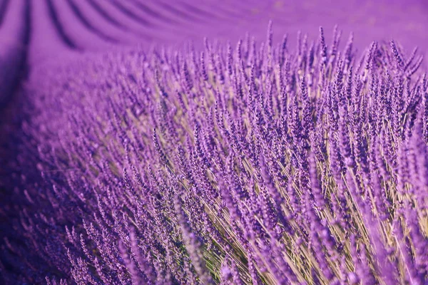 Pole Levandule Provence Francie — Stock fotografie