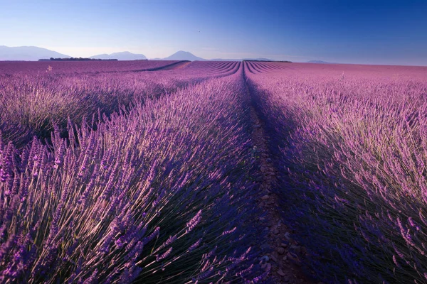 Lavendelfält Provence Frankrike — Stockfoto