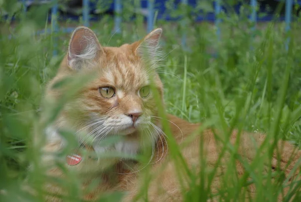 Красная Кошка Траве Ходит Улице Курил Бобтейл — стоковое фото
